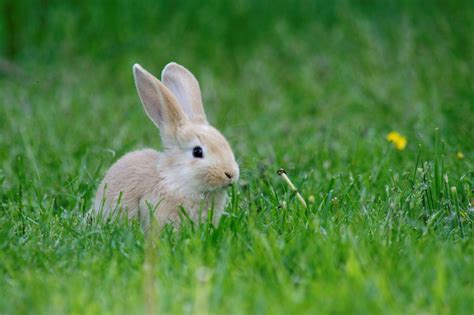young rabbit figgerits